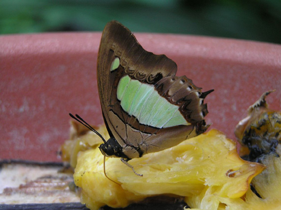 Malaysia118