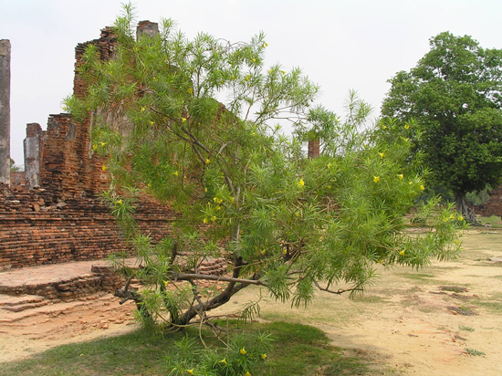 thailand165