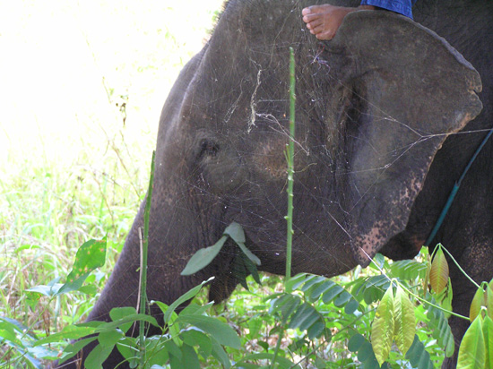 thailand193