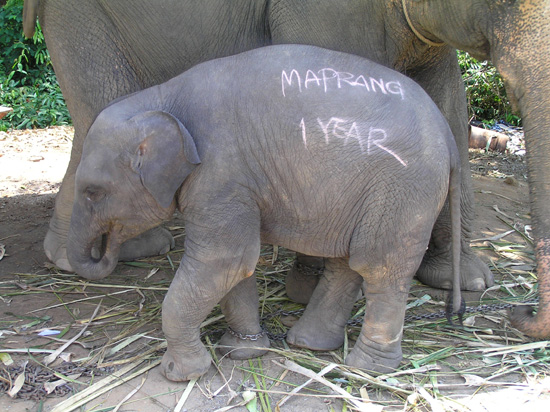 thailand196