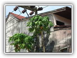 thaifold_szingapur_042